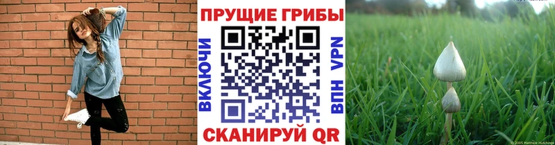 Купить где  Лысково  Галлюциногенные грибы MAGIC MUSHROOMS 